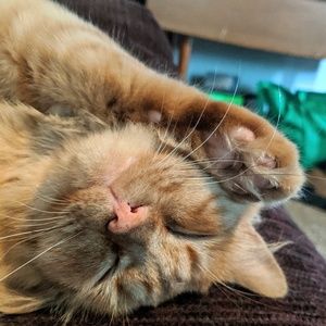 Meet your Posher, Kait